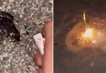 students light firecrackers frogs