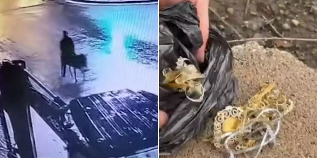 thief jewellery store donkey