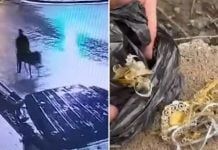 thief jewellery store donkey