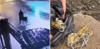 thief jewellery store donkey