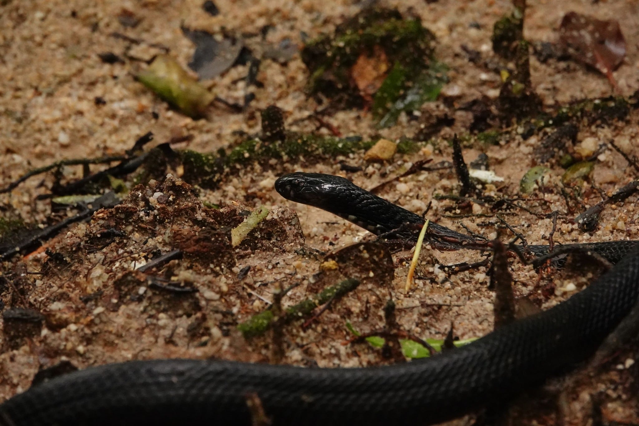 equatorial spitting cobra