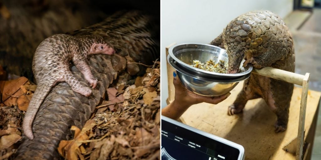 new baby pangolin at Night Safari