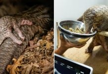 new baby pangolin at Night Safari