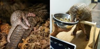 new baby pangolin at Night Safari