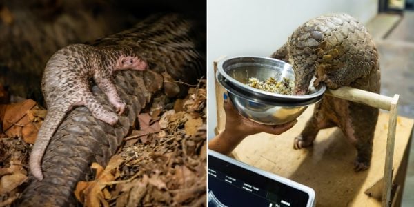 new baby pangolin at Night Safari