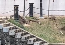otter attacked by snake