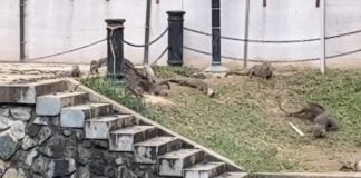 otter attacked by snake