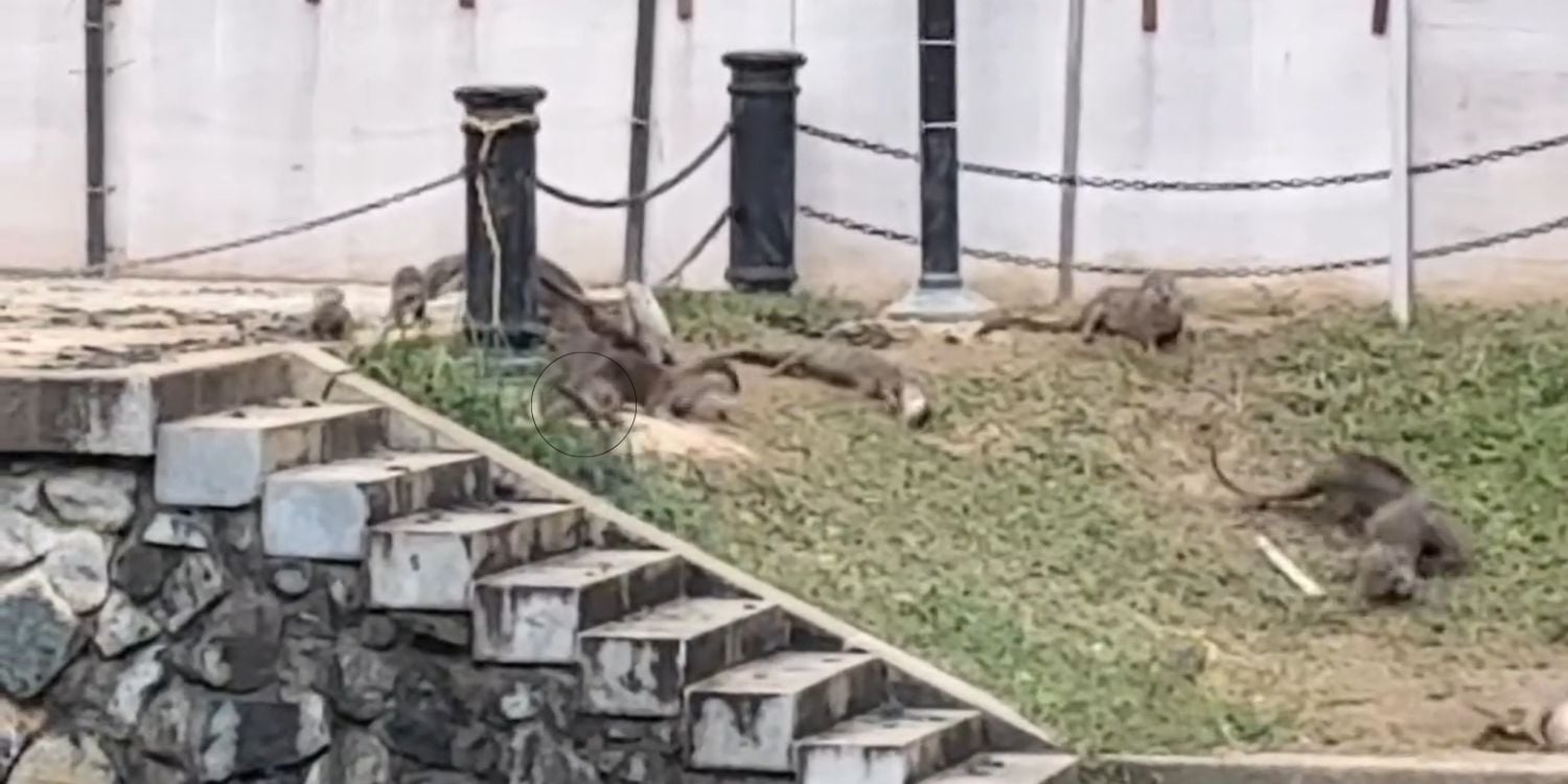 otter attacked by snake