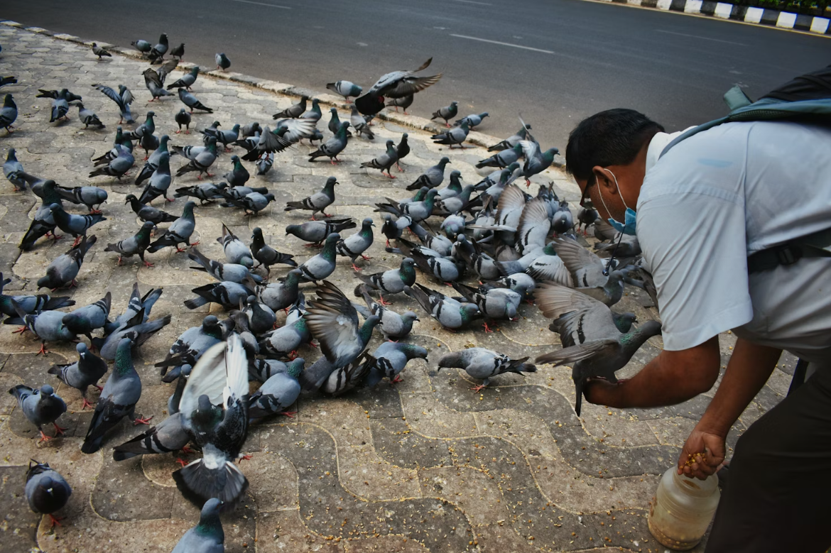 feeding pigeon