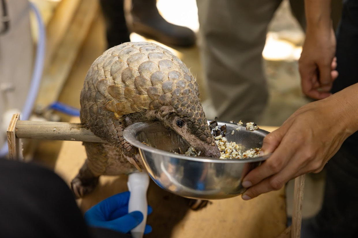 food reward for pangolin