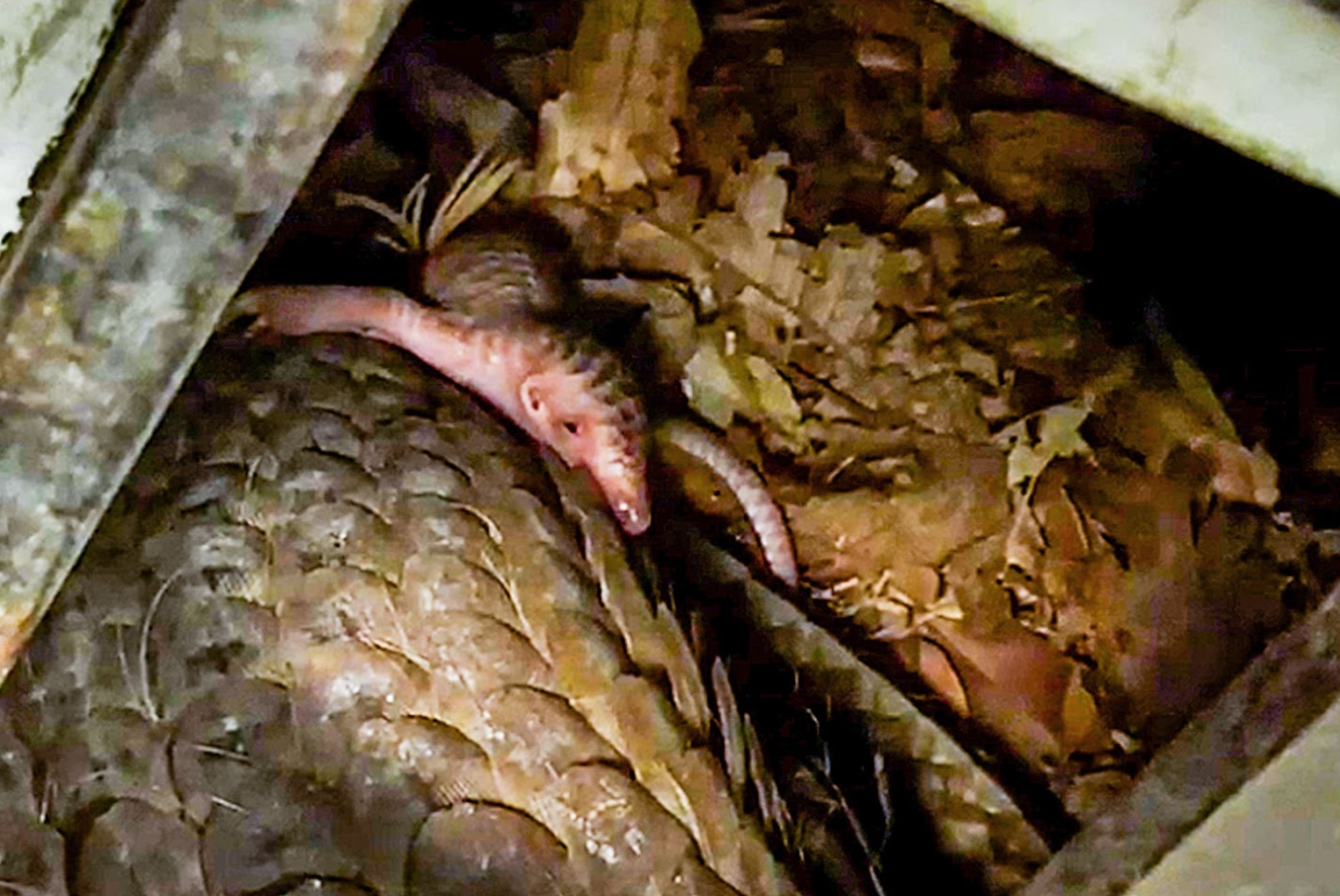 CCTV footage of pangolin
