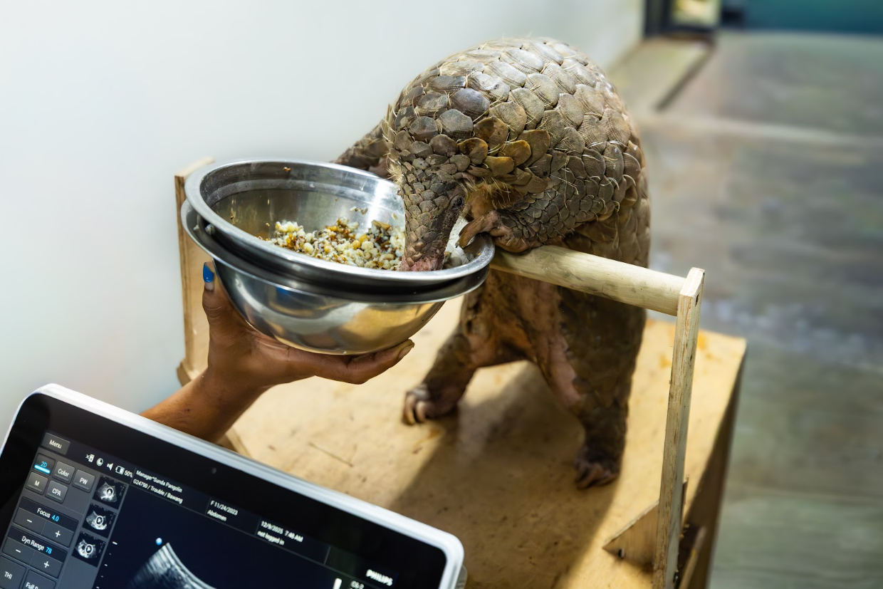pregnant pangolin