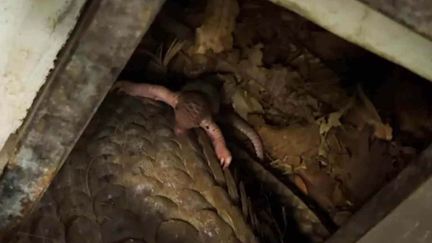 pangolin baby