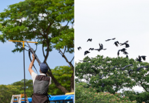 crow shooting yishun