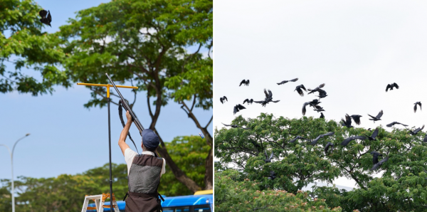 crow shooting yishun