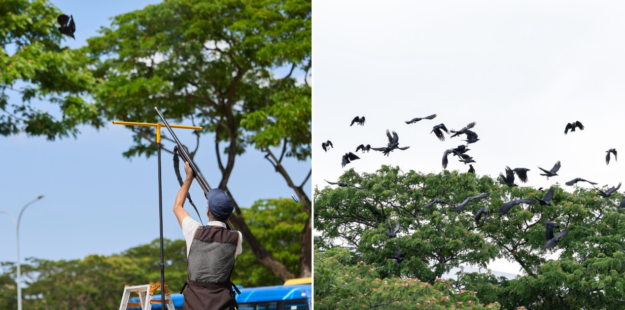 crow shooting yishun