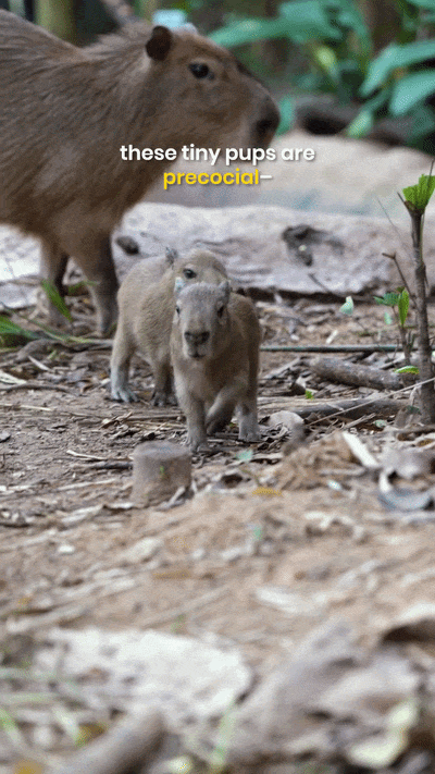 baby capybara dies
