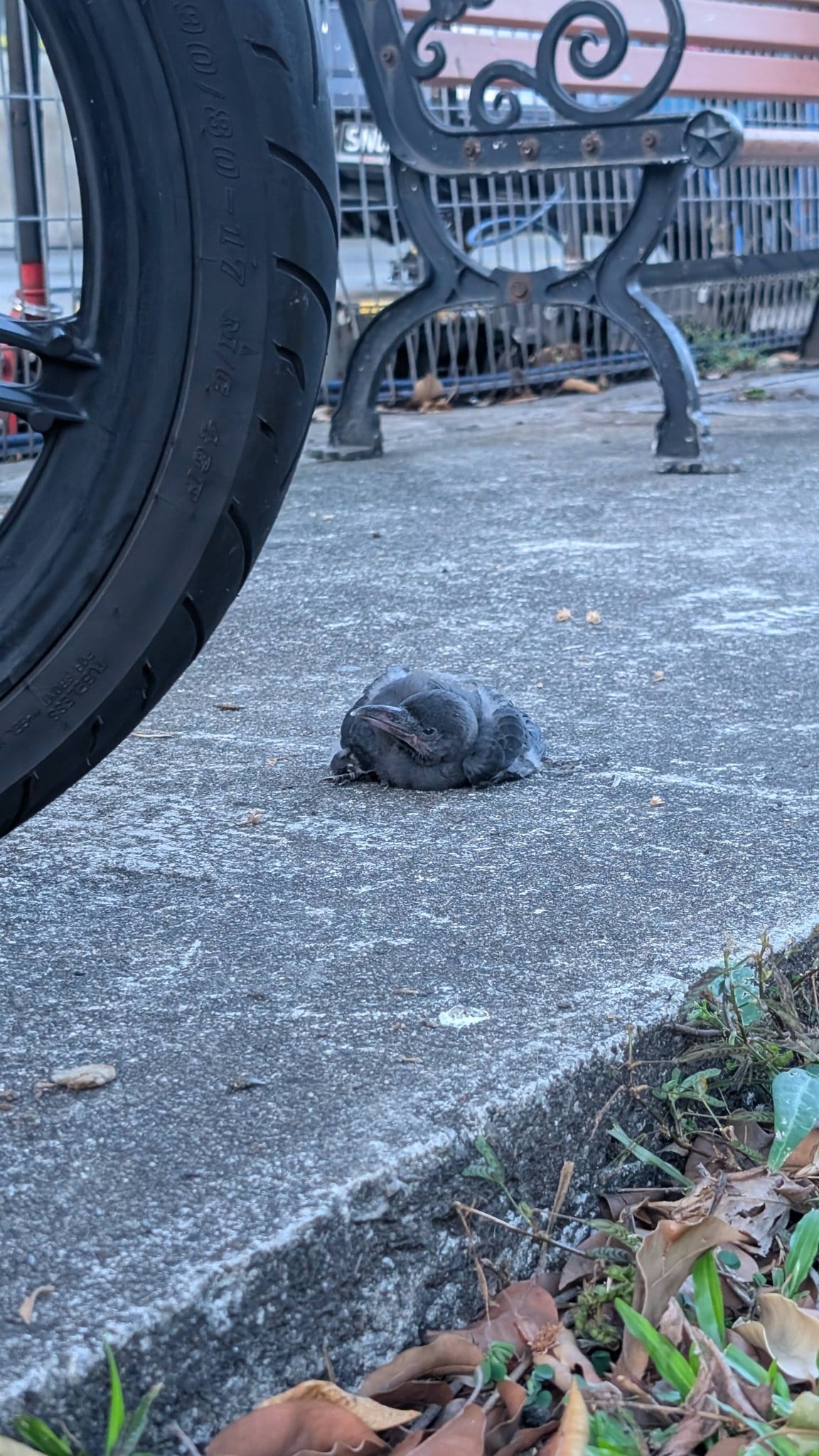 baby crow injured