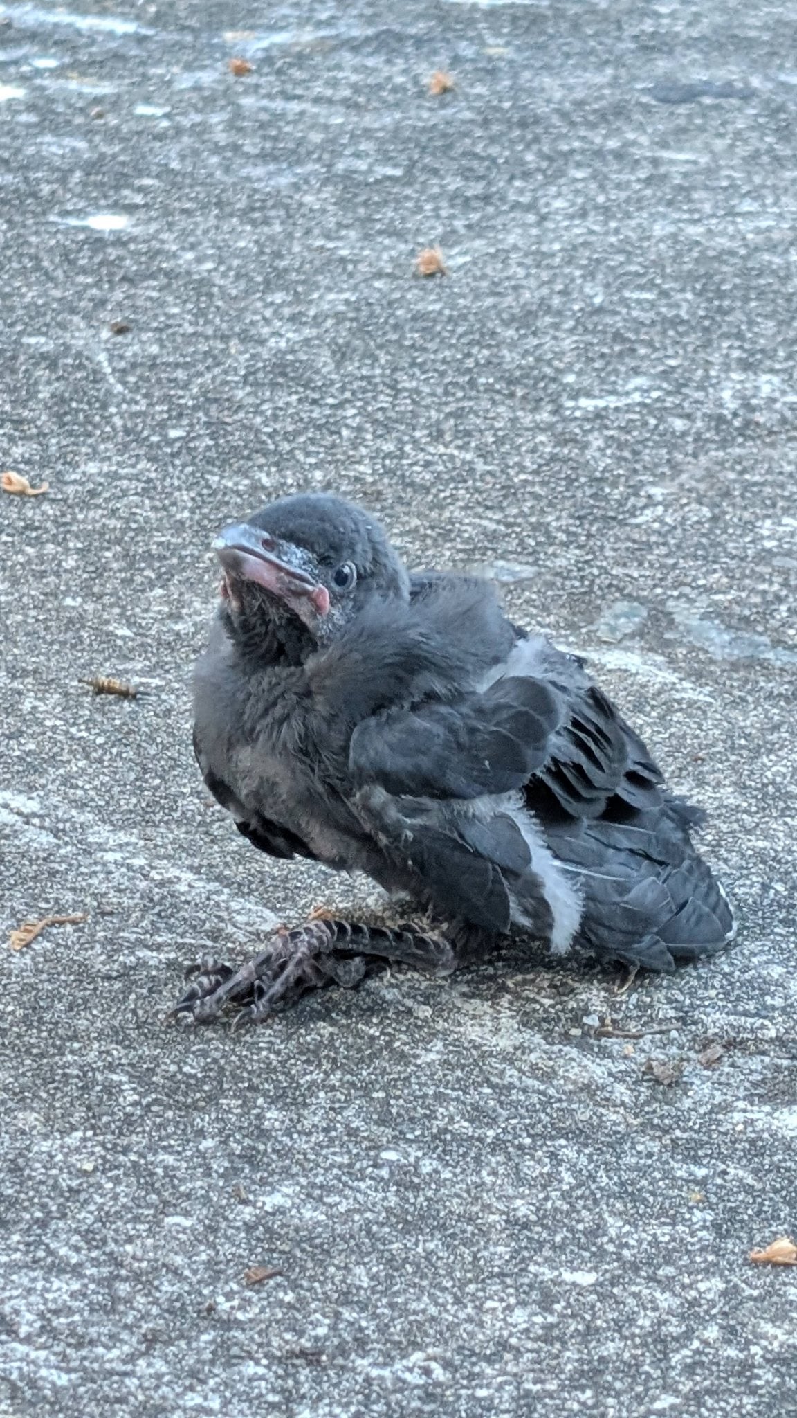 baby crow injured