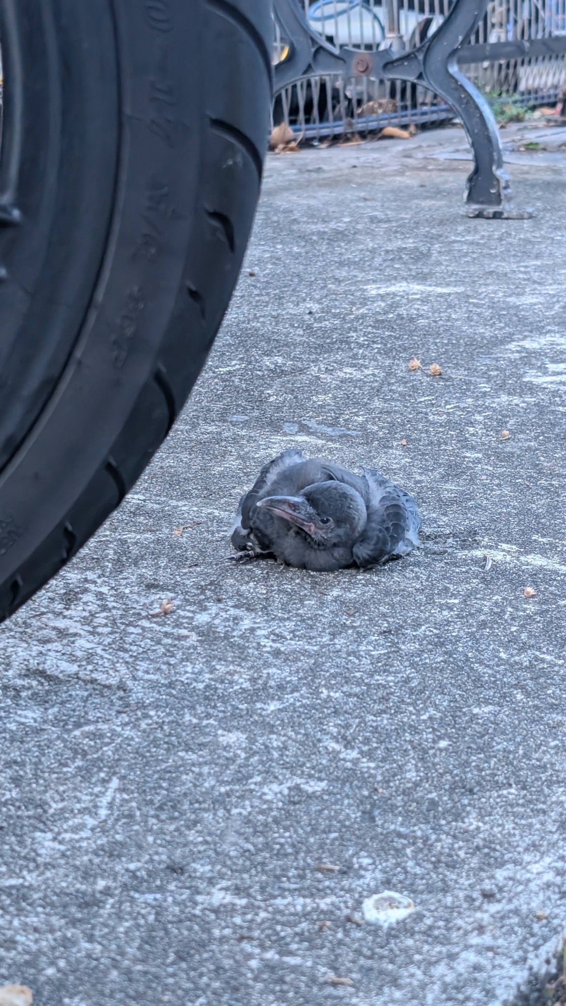 baby crow injured