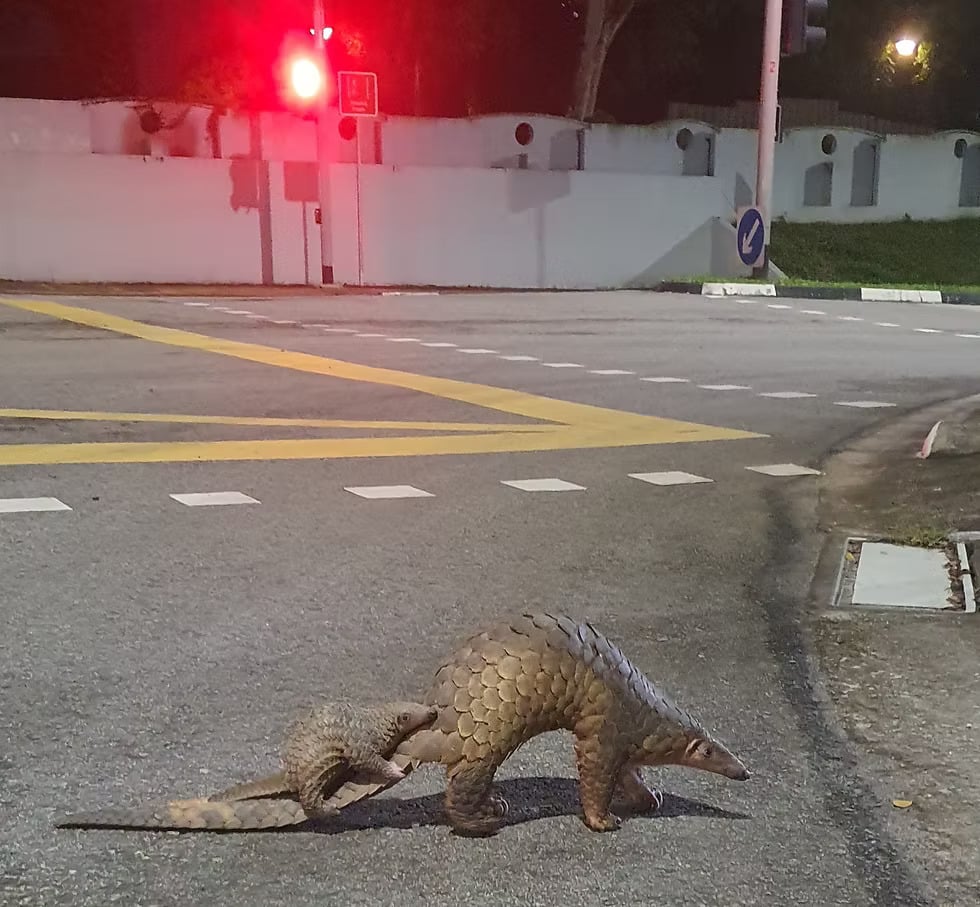 pangolin crossing road