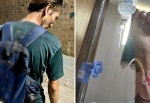 bloggers cow dung india