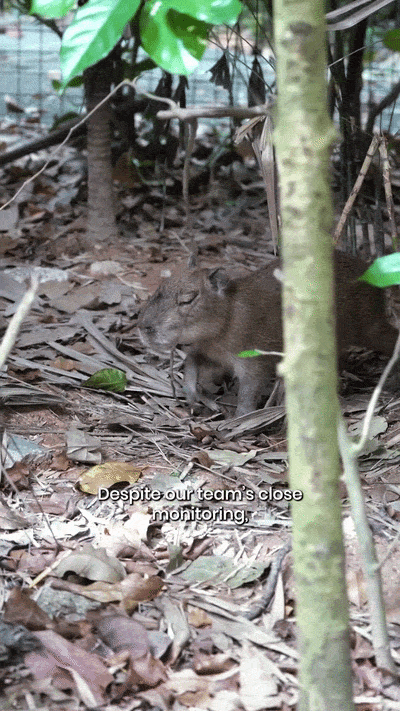 baby capybara dies