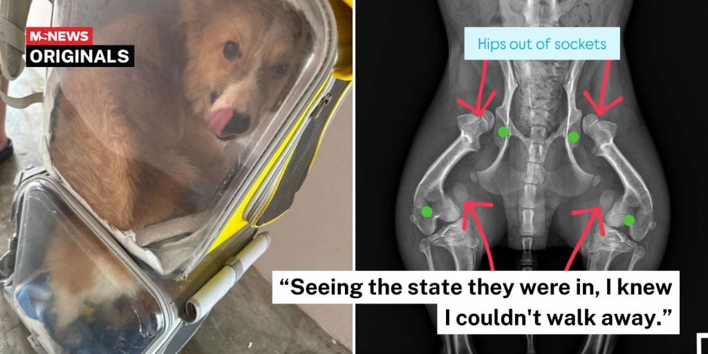 corgi funds treatment (1)