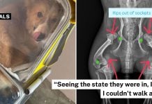 corgi funds treatment (1)