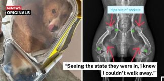 corgi funds treatment (1)