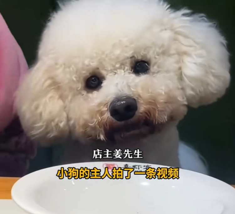 restaurant destroys tableware