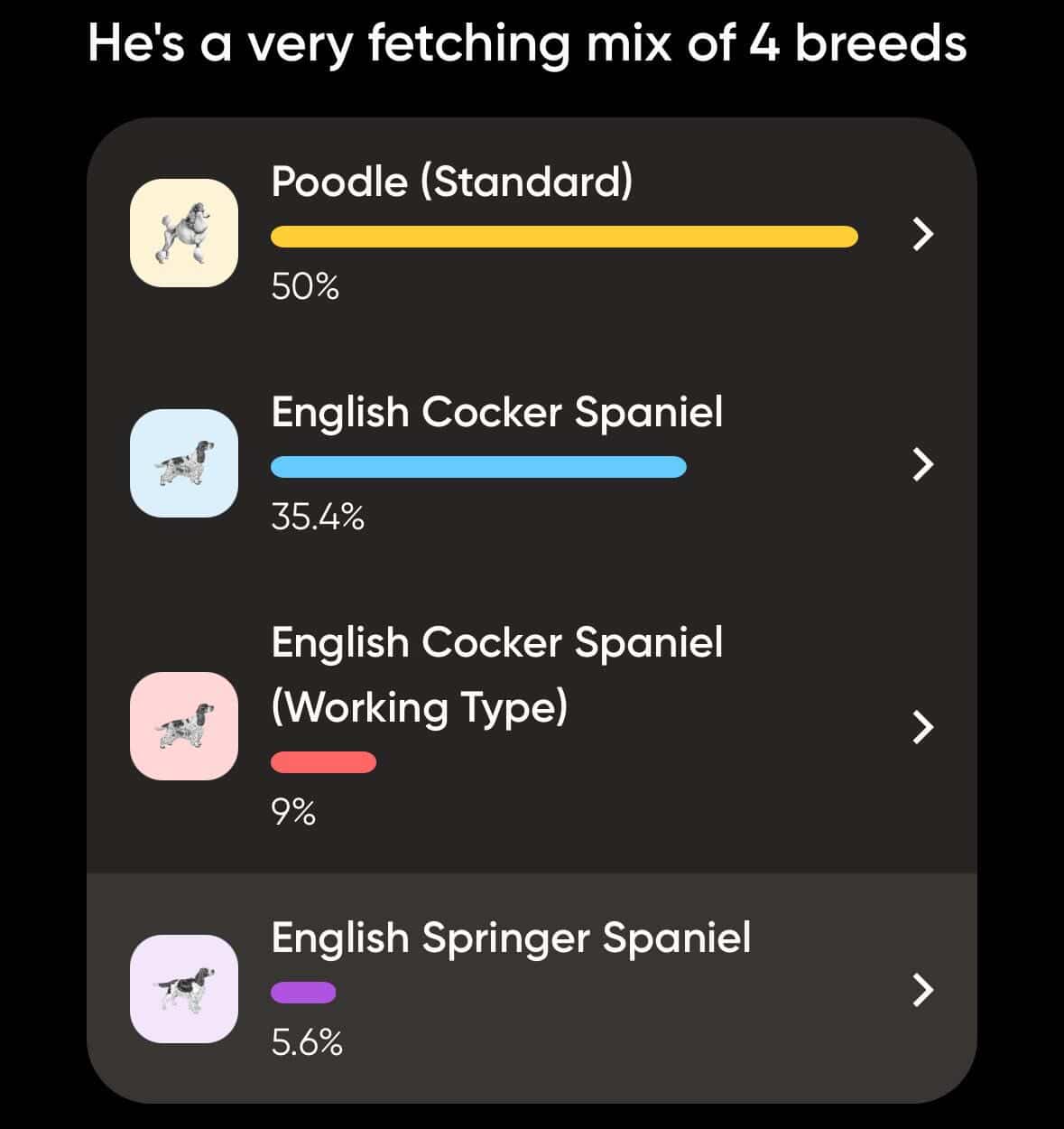 mini goldendoodles pet shop