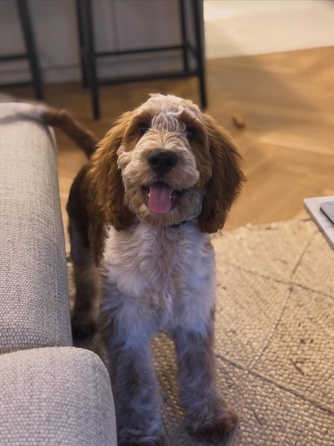 mini goldendoodles pet shop