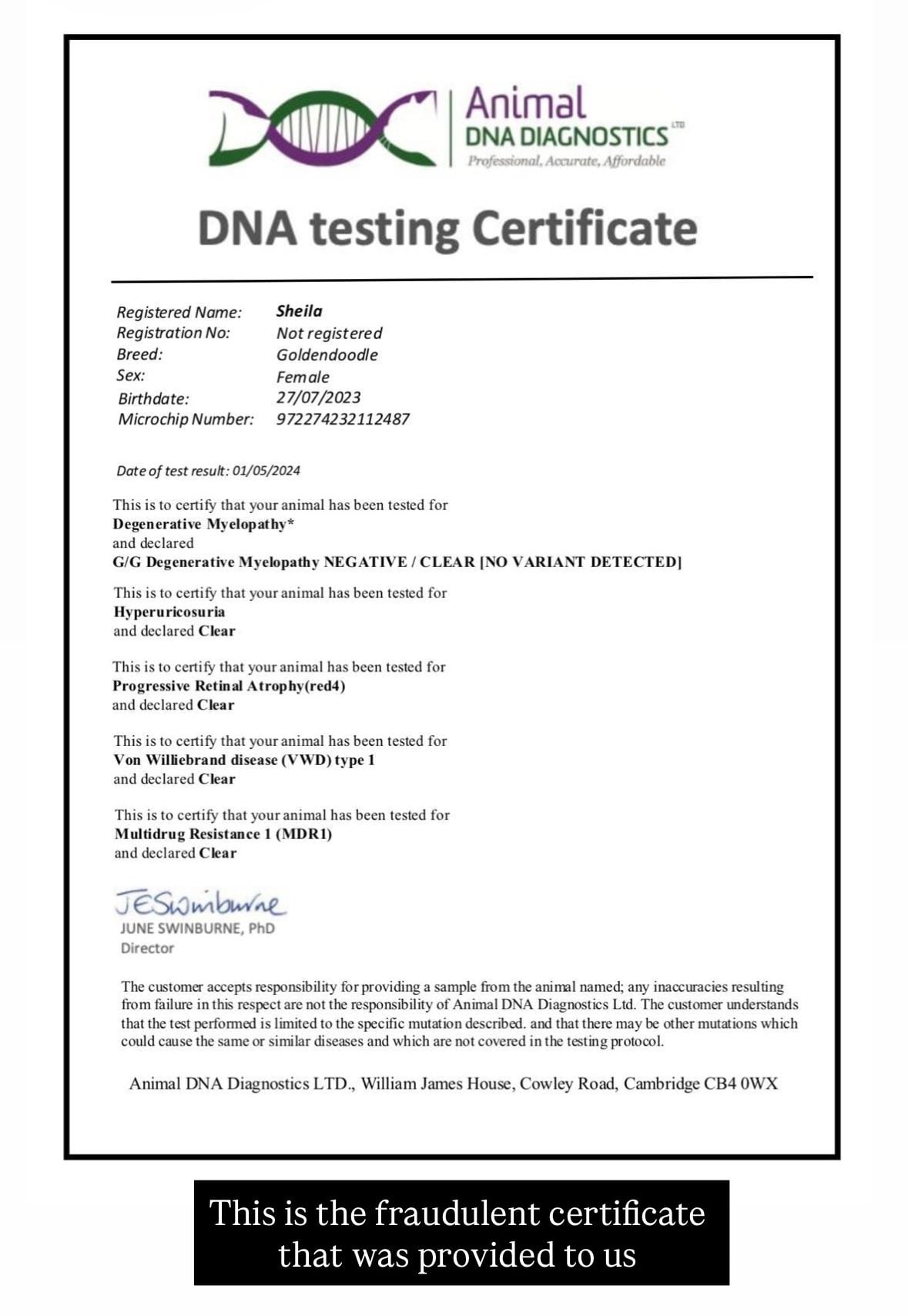 mini goldendoodles pet shop