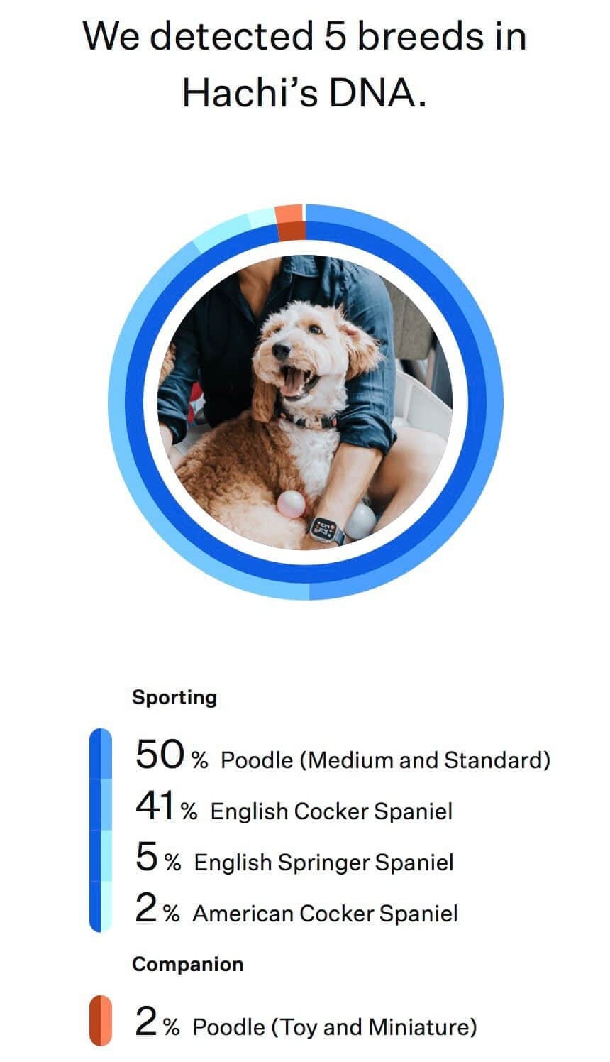 mini goldendoodles pet shop