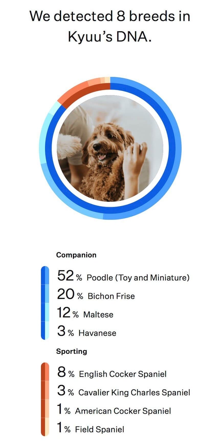 mini goldendoodles pet shop