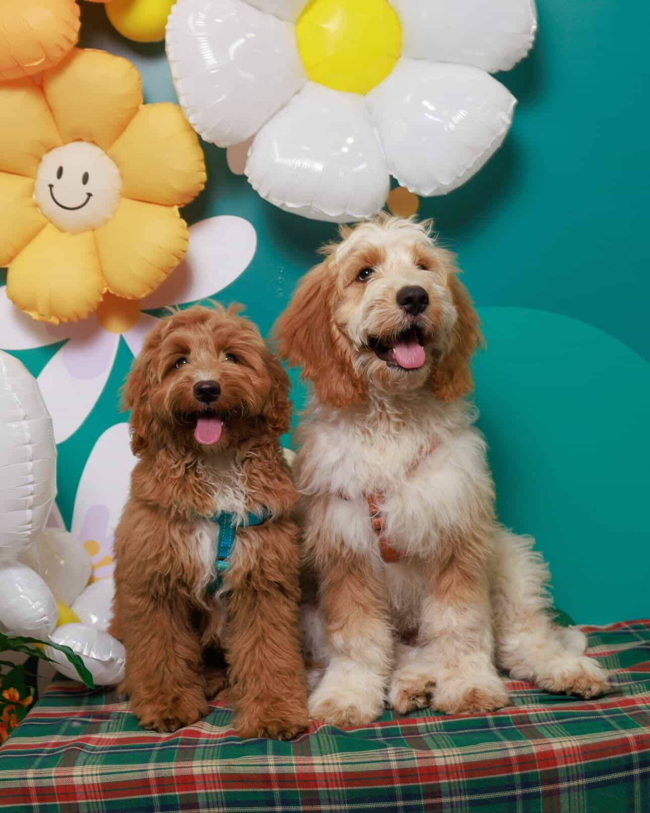 mini goldendoodles pet shop
