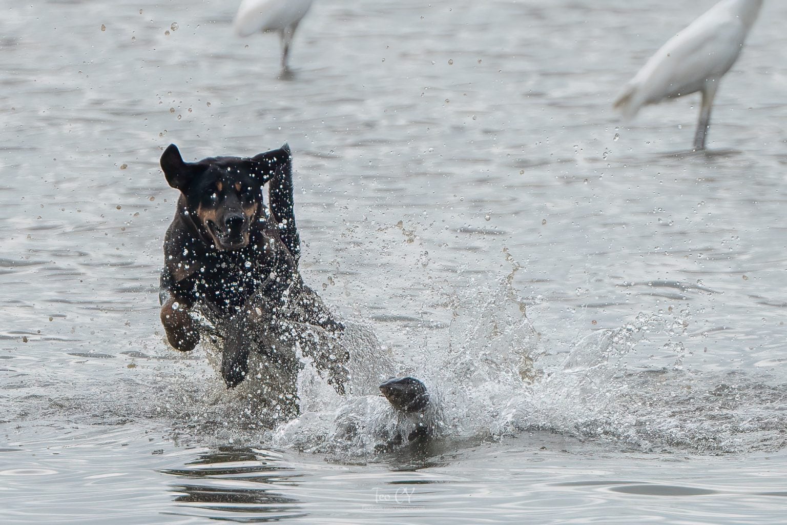 2 stray dogs drag monitor lizard out of water in Sungei Buloh ...