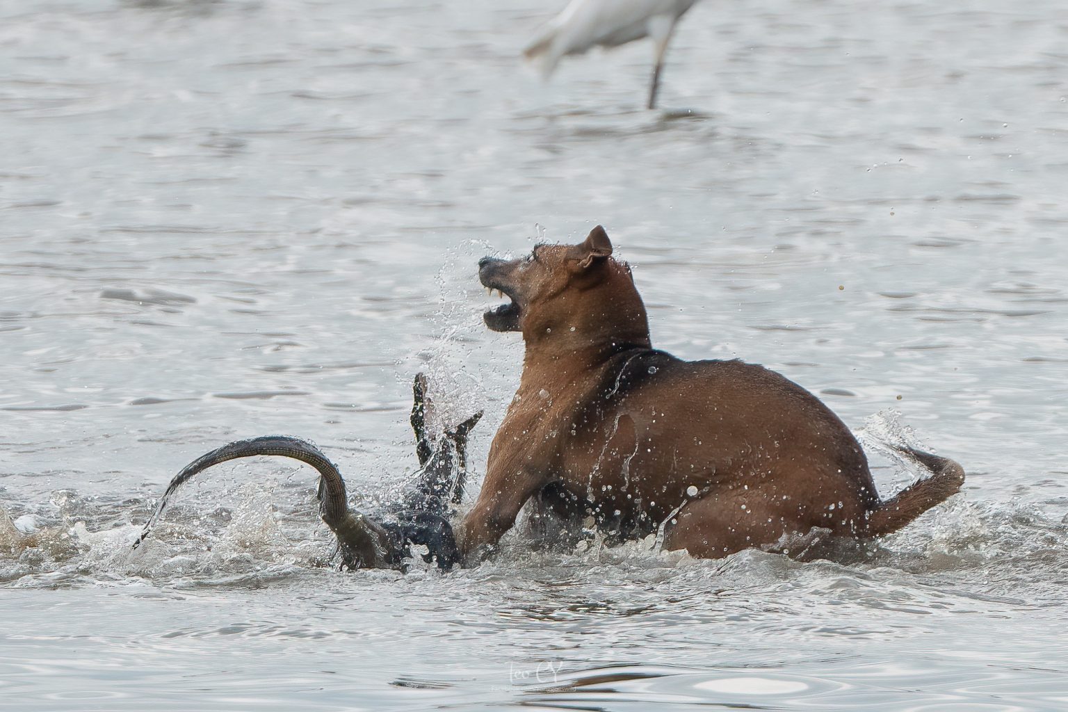 2 stray dogs drag monitor lizard out of water in Sungei Buloh ...