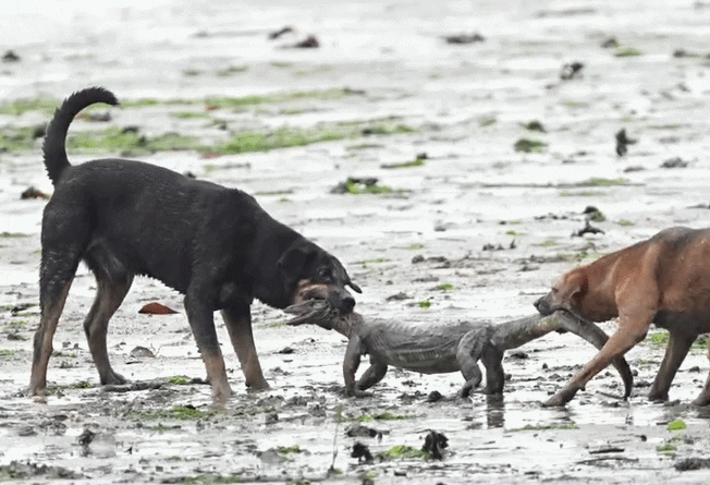 dogs monitor lizard