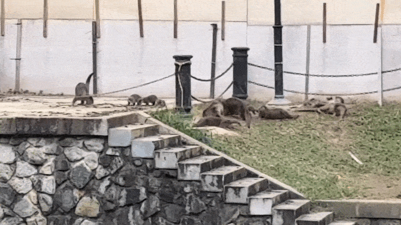 otters chilling