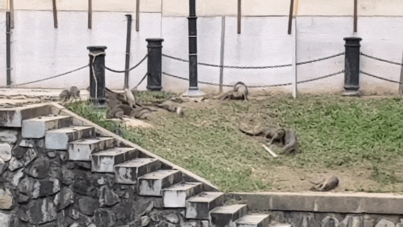 snake swipes at otter