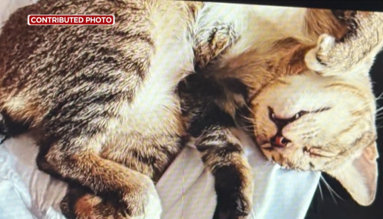 man slashes cat robbery (1)