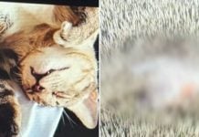 man slashes cat robbery