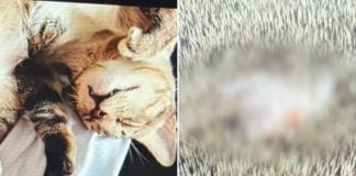 man slashes cat robbery