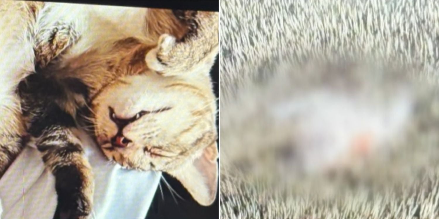 man slashes cat robbery