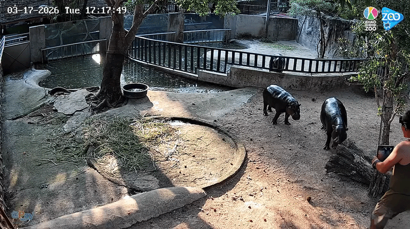 trespass moo deng footage 1