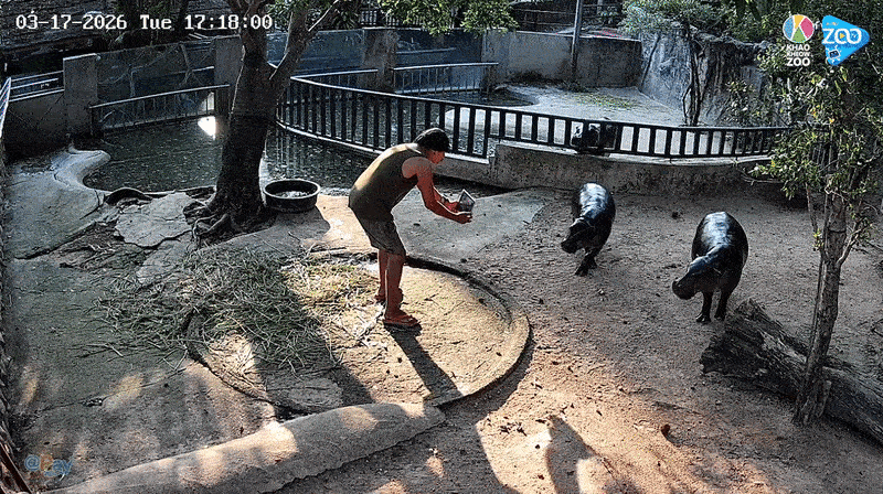 trespass moo deng footage 2