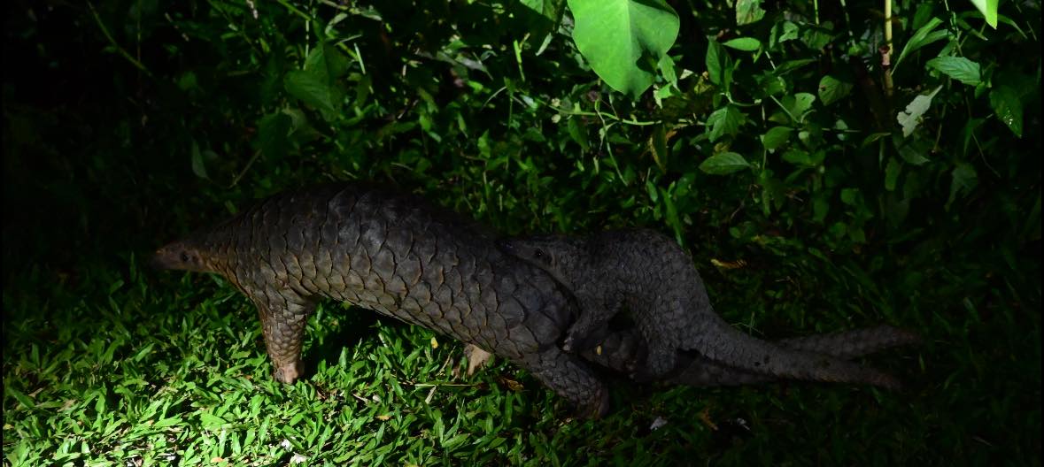 mother pangolin young