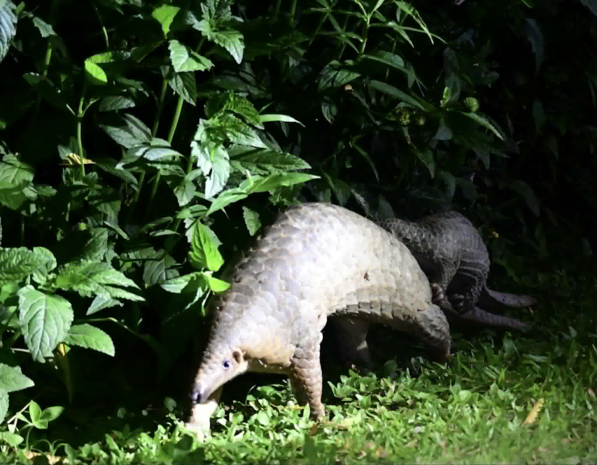 mother pangolin young